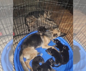 German Shepherd Dog Puppy for Sale in GLENDALE, Arizona USA