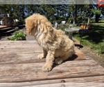 Small #4 Goldendoodle