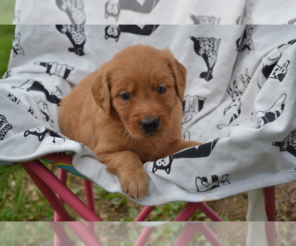 Medium Photo #1 Golden Retriever Puppy For Sale in GREENWOOD, WI, USA