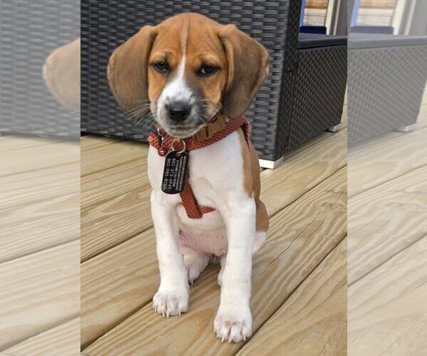 Medium Photo #2 Mutt Puppy For Sale in Shelburne, VT, USA