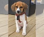 Small #1 Mutt