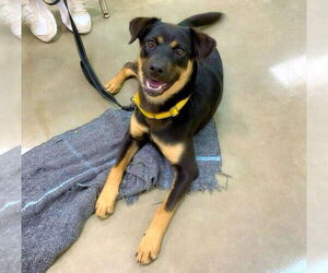 Shepradors Dogs for adoption in Alexander, AR, USA