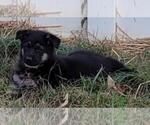 Small Photo #7 German Shepherd Dog Puppy For Sale in HIDDENITE, NC, USA