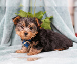 Small #1 Yorkshire Terrier