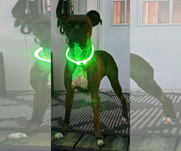 Medium Photo #9 Boxer Puppy For Sale in  Katy, TX, USA