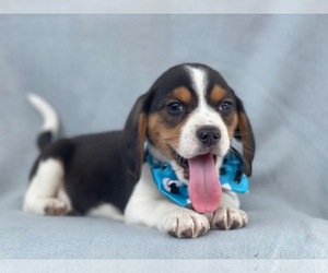 Beagle Puppy for sale in LAKELAND, FL, USA