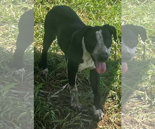 Medium Photo #1 Mutt Puppy For Sale in Pryor, OK, USA