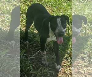 Mutt Dogs for adoption in Pryor, OK, USA