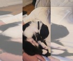 Small Photo #18 English Shepherd Puppy For Sale in NEW CASTLE, IN, USA