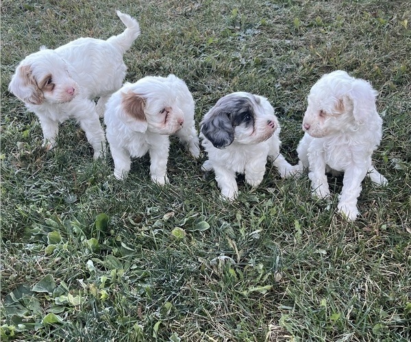 Medium Photo #1 Cavapoo Puppy For Sale in KALONA, IA, USA