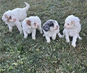 Cavapoo Puppy for Sale in KALONA, Iowa USA