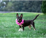 Small #4 Australian Kelpie-Dachshund Mix
