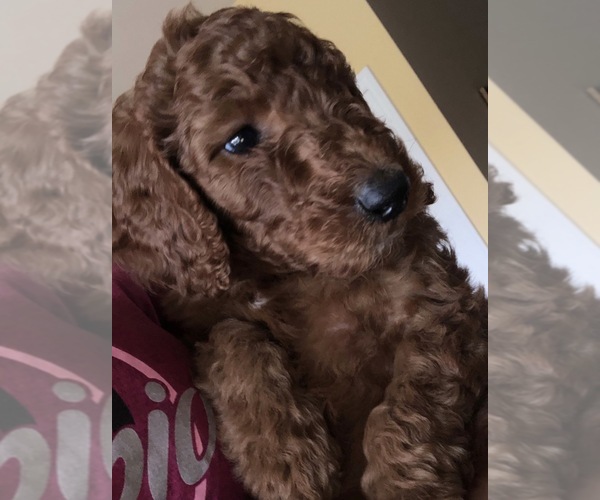 Medium Photo #1 Poodle (Standard) Puppy For Sale in VICTOR, NY, USA