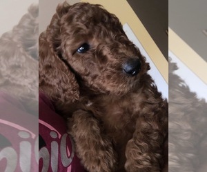 Poodle (Standard) Puppy for sale in VICTOR, NY, USA