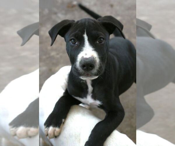 Medium Photo #7 Chinese Shar-Pei-Labrador Retriever Mix Puppy For Sale in Attalka, AL, USA