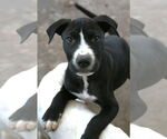 Small #6 Chinese Shar-Pei-Labrador Retriever Mix