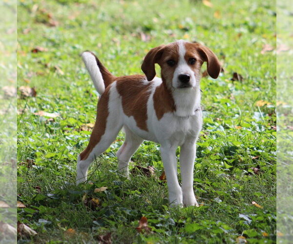 Medium Photo #2 Beagle-Unknown Mix Puppy For Sale in Aurora, IN, USA