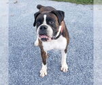 Small Boxer