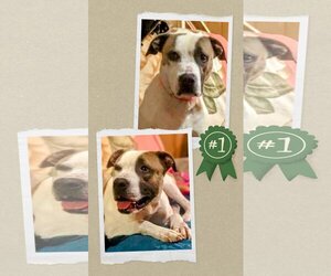 American Staffordshire Terrier-Unknown Mix Dogs for adoption in columbia, SC, USA
