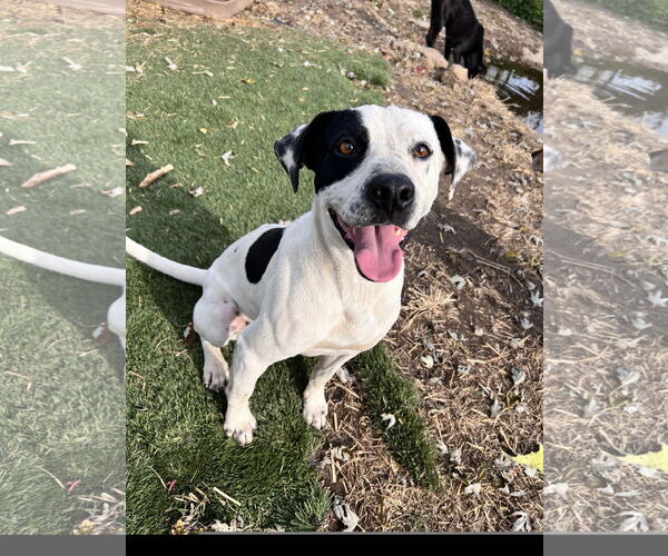 Medium Photo #1 Staffordshire Bull Terrier-Unknown Mix Puppy For Sale in Tracy City, TN, USA