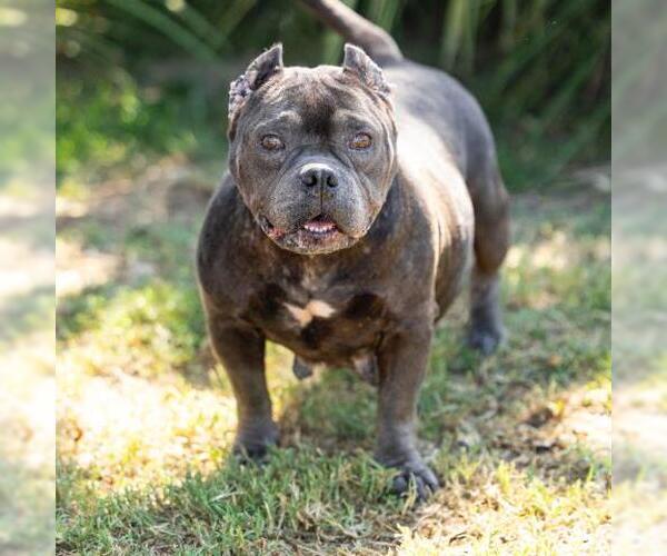 Medium Photo #1 French Bulldog-Unknown Mix Puppy For Sale in Camarillo, CA, USA