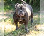 *NELLIE - Female French Bulldog-Unknown Mix Dog for Adoption - Small photo