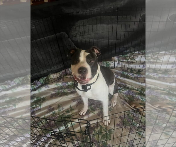 Medium Photo #1 American Pit Bull Terrier-Bulldog Mix Puppy For Sale in Woodland, CA, USA