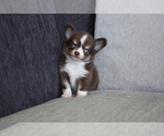 Small Photo #6 Chihuahua Puppy For Sale in SAN FRANCISCO, CA, USA