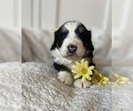 Small Photo #12 Bernedoodle (Miniature) Puppy For Sale in MENIFEE, CA, USA