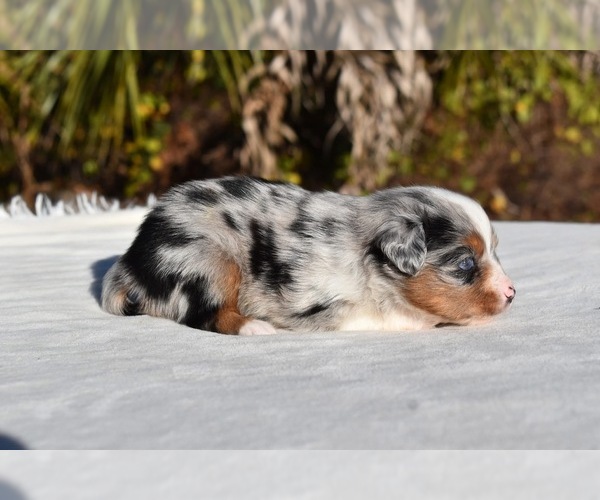 Medium Photo #3 Miniature Australian Shepherd Puppy For Sale in PALM COAST, FL, USA
