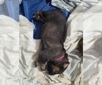 Puppy Hot Pink Anatolian Shepherd-English Mastweiler Mix