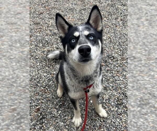 Medium Photo #1 Siberian Husky-Unknown Mix Puppy For Sale in Palmetto, FL, USA