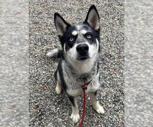 Siberian Husky-Unknown Mix Dogs for adoption in Palmetto, FL, USA