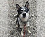 Small Siberian Husky Mix