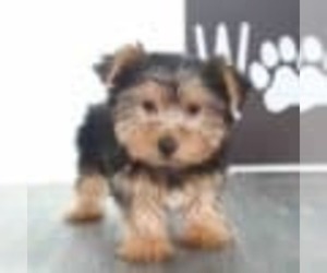 Yorkshire Terrier Puppy for sale in RED LION, PA, USA