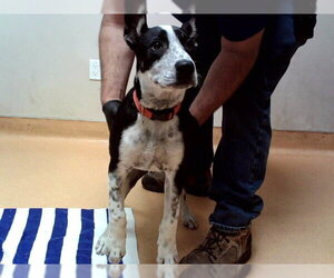 German Shepherd Dog-Unknown Mix Dogs for adoption in Martinez, CA, USA