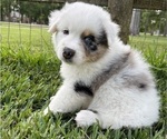 Puppy Puppy 2 Merle Australian Shepherd