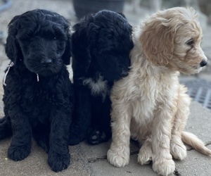 Goldendoodle Puppy for sale in COLCHESTER, CT, USA
