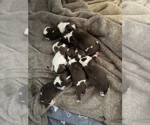 English Springer Spaniel Litter for sale in NEVIS, MN, USA