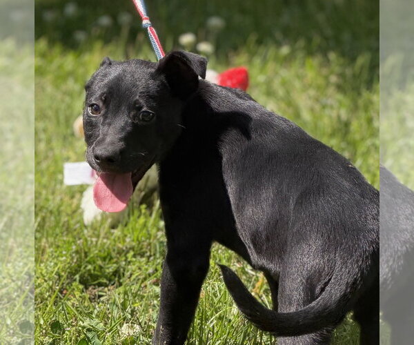 Medium Photo #3 Labrador Retriever-Unknown Mix Puppy For Sale in Yardley, PA, USA