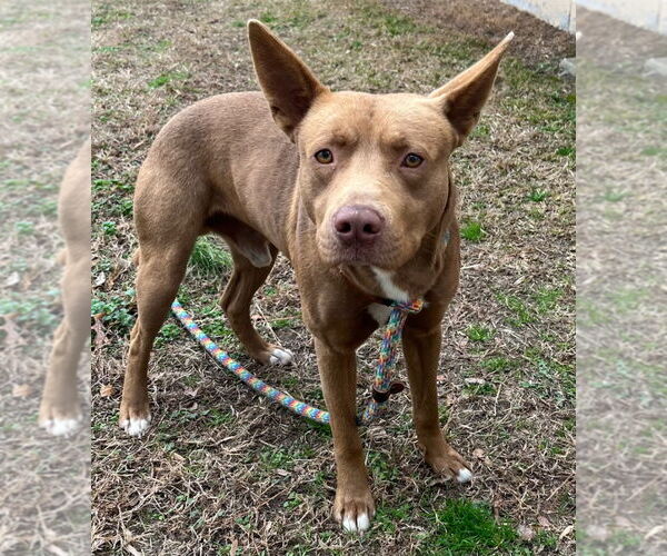 Medium Photo #3 Mutt Puppy For Sale in Tarboro, NC, USA