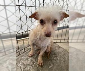 Mutt Dogs for adoption in Ventura, CA, USA