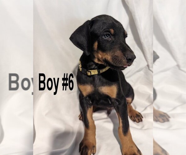 Medium Photo #6 Doberman Pinscher Puppy For Sale in FLINT, TX, USA