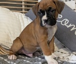 Small Photo #48 Boxer Puppy For Sale in GOSHEN, IN, USA