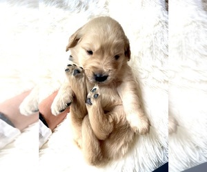 Golden Retriever Puppy for sale in UNION, KY, USA