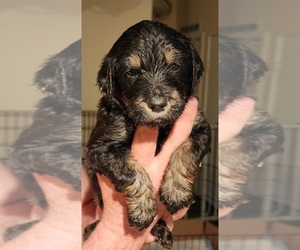 Golden Retriever-Goldendoodle Mix Puppy for sale in DANVILLE, IL, USA