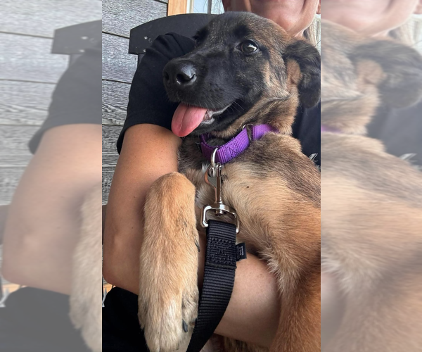 Medium Photo #4 Mutt Puppy For Sale in Imlay City, MI, USA