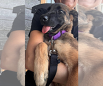 Small #3 Mutt