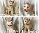 Small Photo #1 Siberian Husky Puppy For Sale in ORANGE, CA, USA