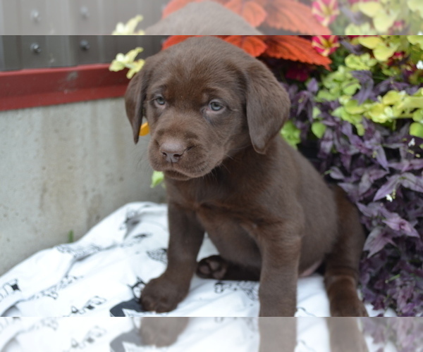 Medium Photo #11 Labrador Retriever Puppy For Sale in GREENWOOD, WI, USA